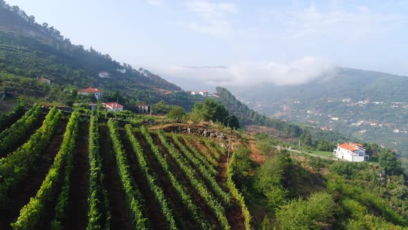 Aerial View Vineyards on Terrace in Douro Valley