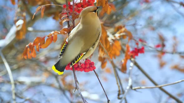 Bohemian Waxwing Birds Eating Rowan Berries alt