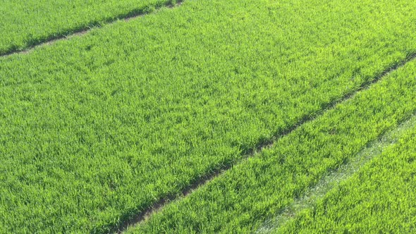 Young wheat grass by early spring 4K drone video