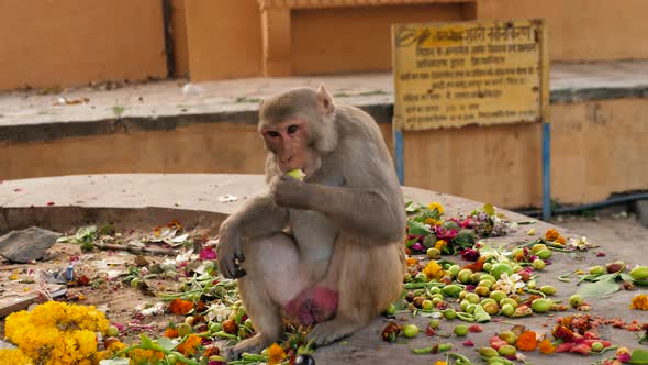 Monkey Indian Monkey Monkey Eating Fruits Garbage Indian Streets Monkeys on Indian Street alt
