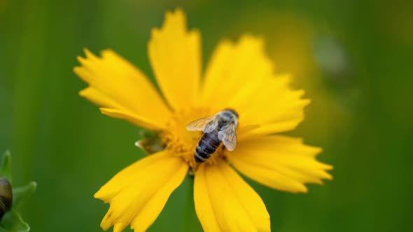 Beautiful yellow Coreopsis auriculata flower in the garden. Summer flowers alt