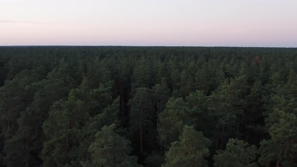 Endless Pine Woods Forest. Drone Flying Over