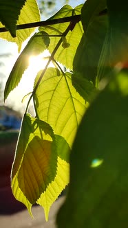The Sun Shines Through Fresh Bright Green Leaves on Tree a Spring Sunny Morning alt
