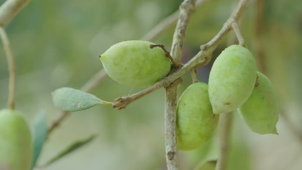 Macro tracking shot of Olives on a tree in a plantation alt