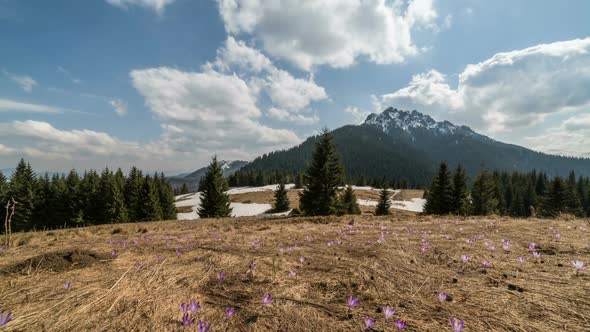 Clouds over Spring Mountains Meadow with Crocus Flowers and Dry Grass alt