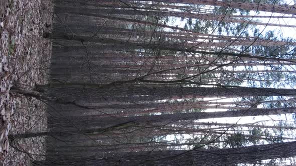 Vertical Video of Trees in a Pine Forest Slow Motion alt