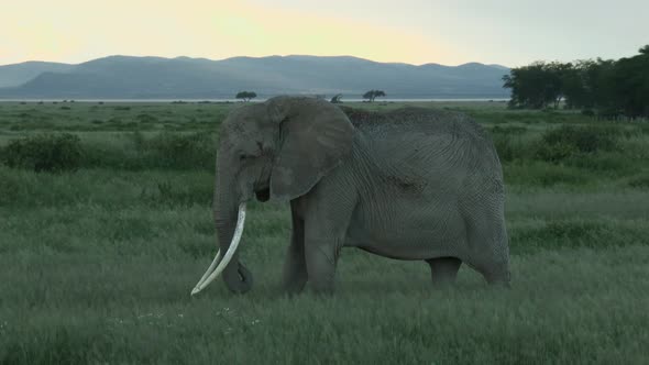 African Elephant (Loxodonta africana)  female dust bathing, Amboseli N.P. Kenya. alt