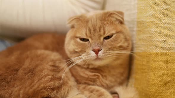 Cute scottish ginger cat on yellow sofa looking at the camera