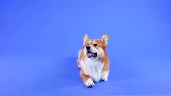Welsh Corgi Pembroke Stands in the Studio on a Blue Background alt