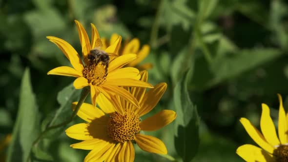 Bee Pollinates Wild Yellow Flower on Blurred Background alt