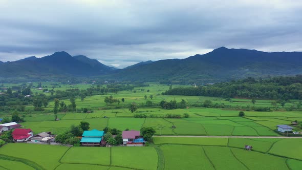 Aerial view drone flying over the paddy rice fields with Nature in morning and fog.