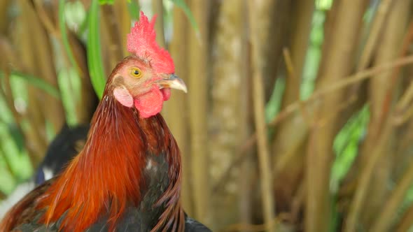 Close Up View Of A Rooster With Tall Grass In The Background