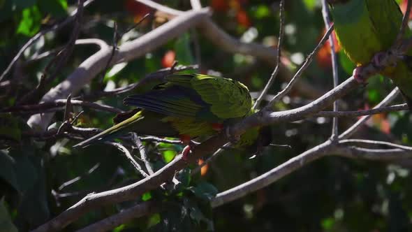 Nanday Parakeet Bird Aratinga Nenday Perched on Tree Branch