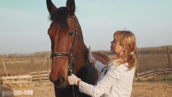 Veterinarian Examines Horse Pats Neck Strokes Soothes Love and Care for Pets alt