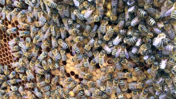 Flying Bees Collect Honey on a Private Apiary