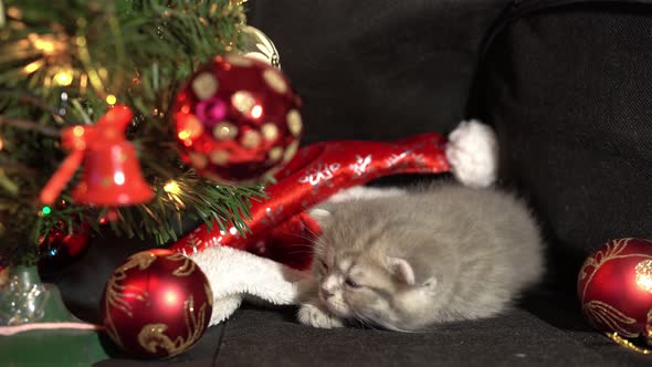 Funny Little Gray Fold Scottish Kitten Kitty Sleeping on