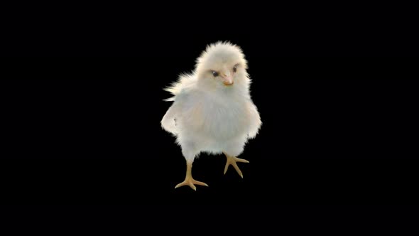 16 Baby Chicks Dancing 4K alt