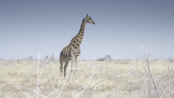 Giraffe Looking Around
