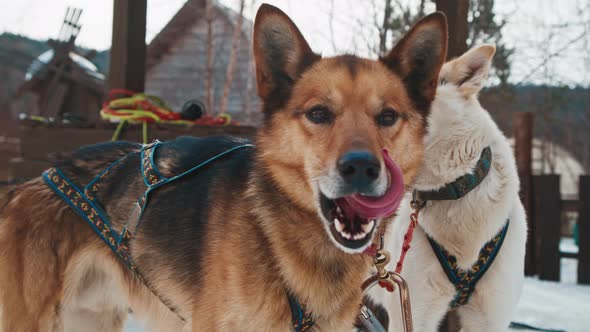 Sled Dogs in Sled Breathe Heavily Sticking Out Their Tongues in Winter