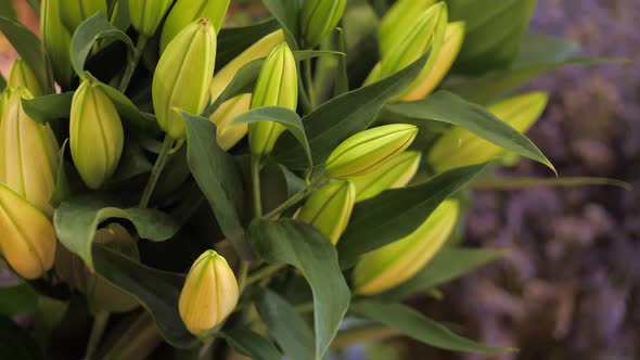 Closeup of Lily Buds of Green Yellow Color in a Flower Shop