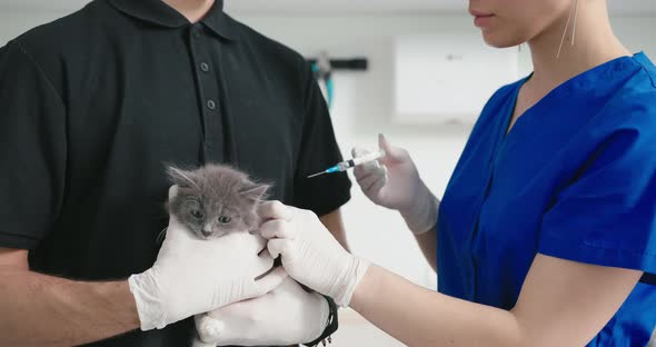 Closeup Veterinarian Gave the Kitten an Injection Vaccine alt