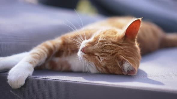 Closeup Red Cat Stretching and Moving in Sunshine at Sunrise alt