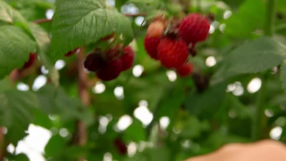 Kids Hand Takes Juicy Ripe Berries of Raspberry alt