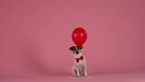 Jack Russell in a Red Bow Tie Sits and Holds in His Mouth a a Balloon in the Studio on a Pink alt