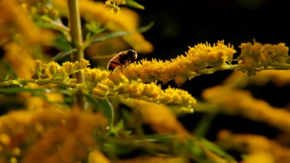Bees collect nectar on yellow flowers. Bees pollinate plants. alt