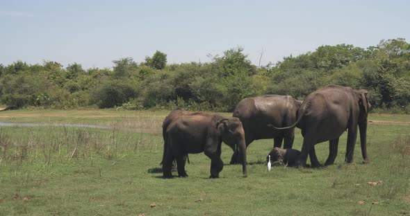 Close Up of Elephant Family with a Newborn Baby Elephant in a National Park of Sri Lanka