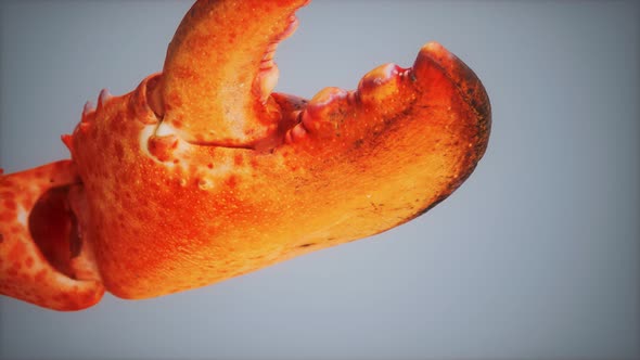 Lobster Claw in Macro