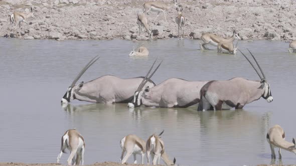 Oryx and Springbok at Waterhole