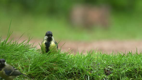 Focus pull from puffy Great Tit to rabbit eating grass in lush green garden alt