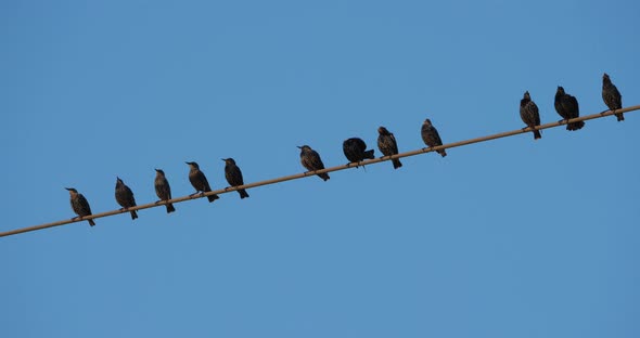 A flock of European starlings (Sturnus vulgaris) roost on overhead wires. Occitanie, France alt
