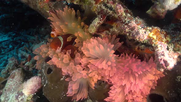 beautiful red nemo in pink anemone coral alt
