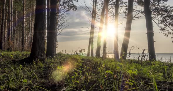 Wild Forest Lake Timelapse at the Summer Time. Wild Nature and Rural Meadow, Green Forest of Pine alt