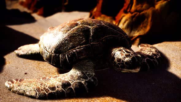 Sea Turtle at Beach Sand alt