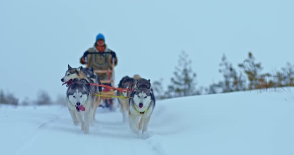Portrait Husky Sled Dogs Run Fast on a Snowy Road a Musher Stands in a Sleigh and Drives a Team alt