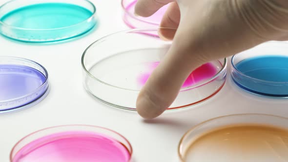 Chemist in Rubber Gloves Puts Samples in Petri Dish with Colorful Media. alt