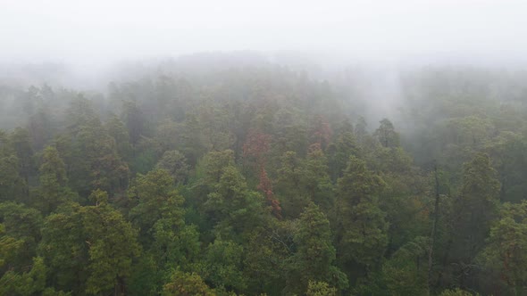 Forest in Fog in Rainy Autumn Weather. Ukraine. Aerial View, Slow Motion alt