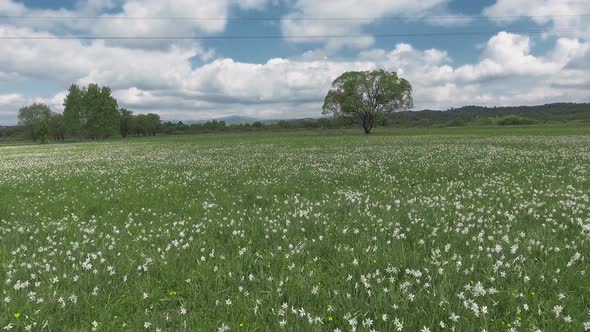 Beautiful Panorama with Field of White Daffodils.