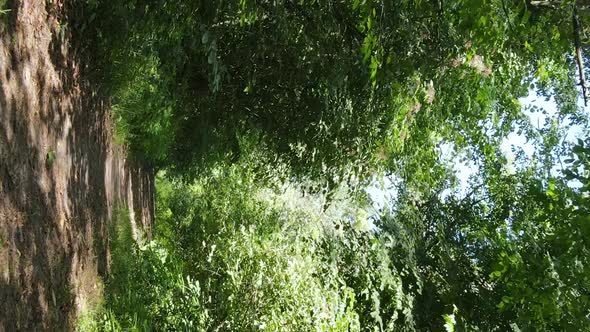 Vertical Video of a Forest with Trees alt