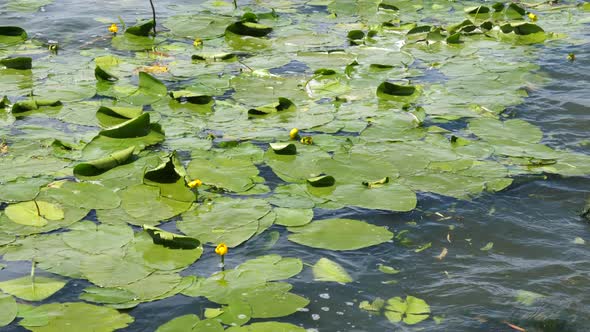 water lilies on the river in summer day