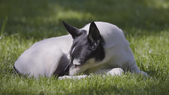 Adorable Toy Fox Terrier Dog Relaxing on Grass Outside alt