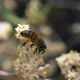 Bee Flower Dof Slow Motion - VideoHive Item for Sale