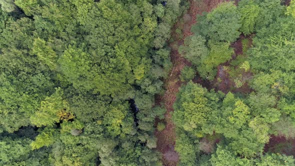 Aerial Top Down View of Forest in Valley