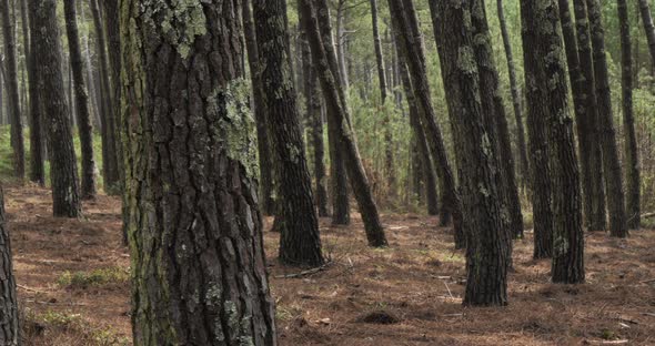 The Landes forest, Nouvelle Aquitaine, France. The Landes forest  is the largest man-made woodland i alt