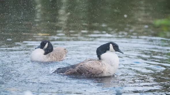 Canada goose cleaning its self in pond slow motion alt