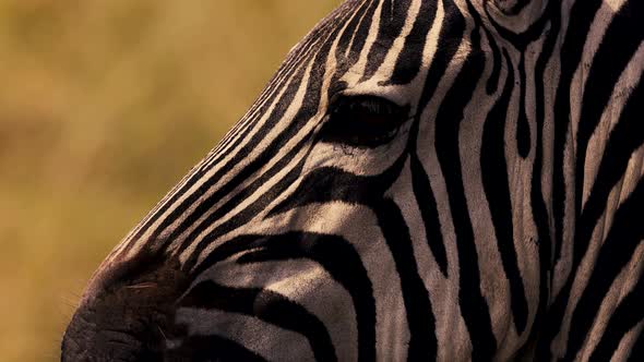 A Zebra in Africa Closeup