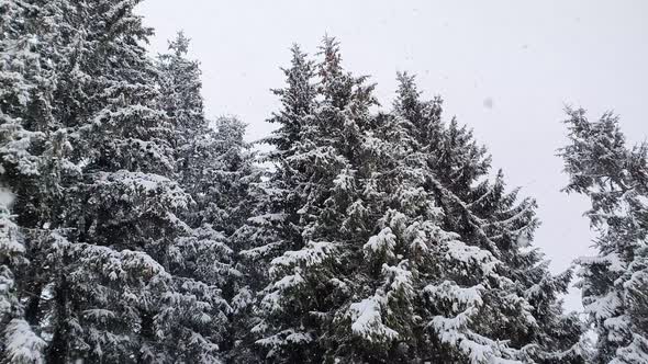 Winter snow falling scene alongside a fir forest. Tall trees covered with white snow.